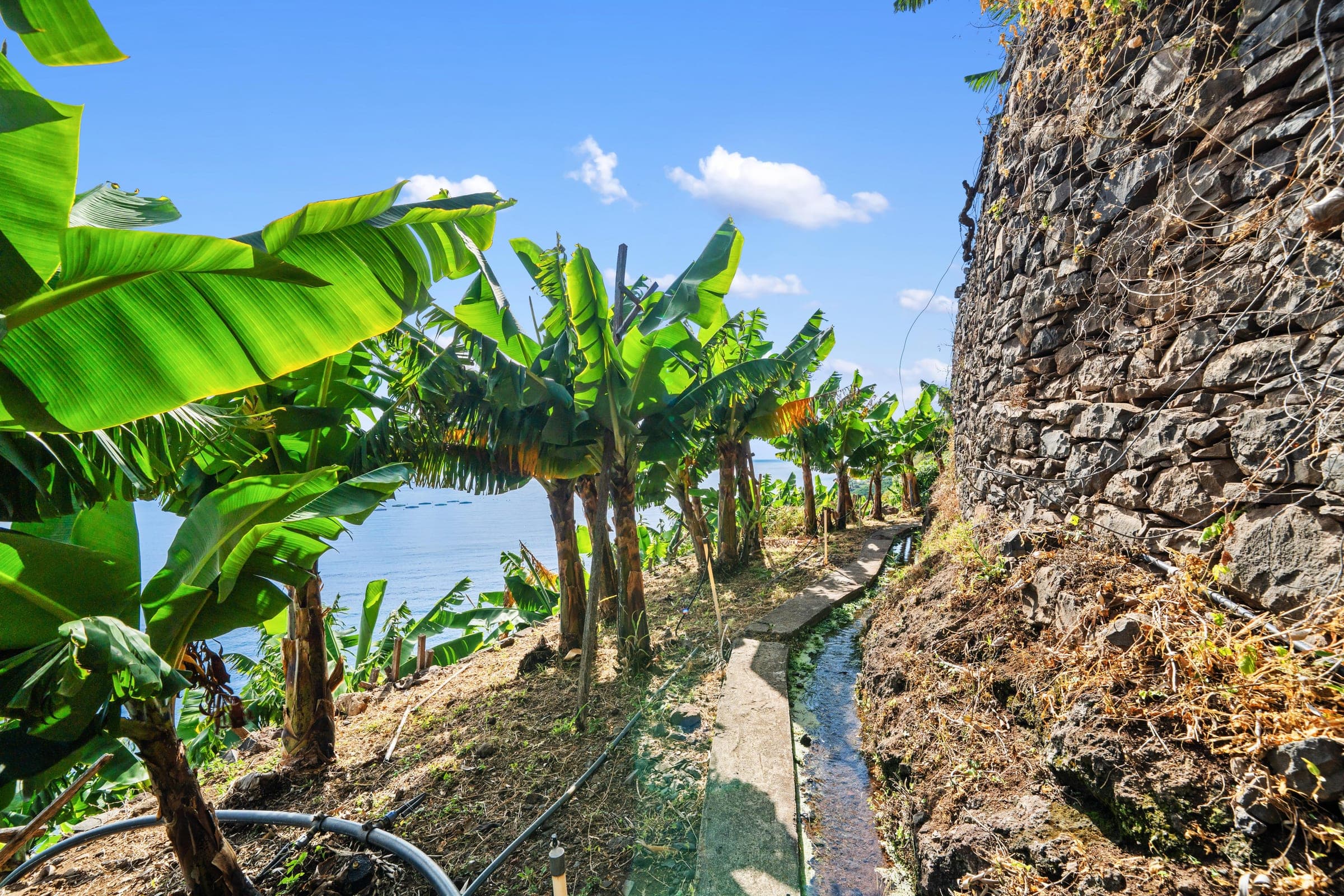 A stone-lined levada path threading through the banana terraces.