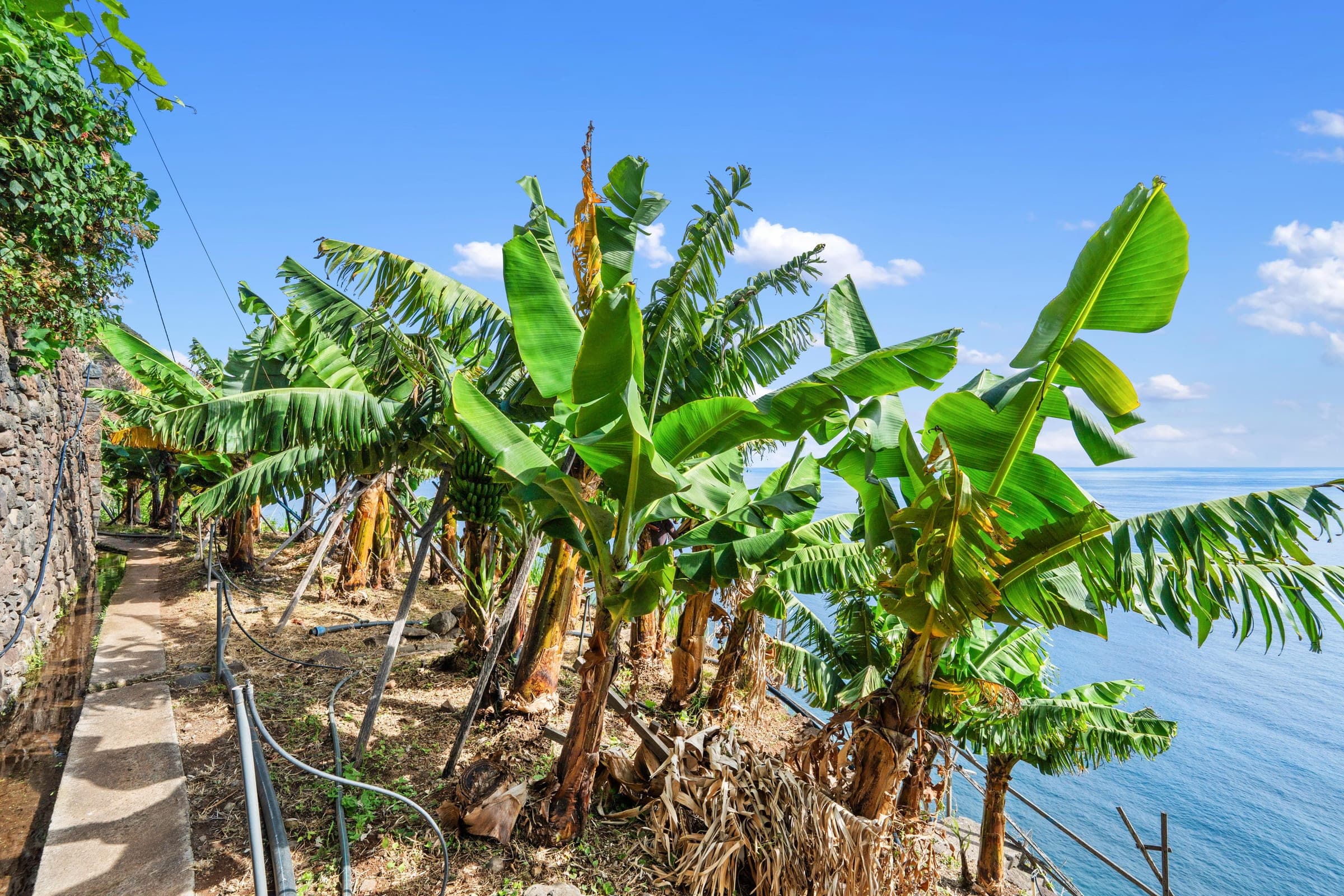 Banana trees heavy with fruit on a terraced path above the sea.